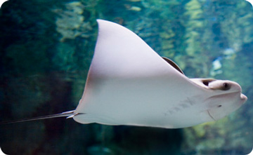 Cownose ray.  Credit:  John G. Shedd Aquarium - Chicago, IL  www.sheddaquarium.org 