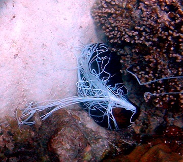 Sea cucumber ejects sticky filaments from its anus in self-defense. Credit: Brocken Inaglory, GNU Free Documentation License