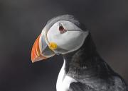 Atlantic puffin. Credit: Andreas Trepte, www.photo-natur.de