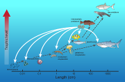 Illustration of how egg boons can change flow of energy in a food web. Broken gray arrows show traditionally recognized pathways. Solid white arrows show flow through egg boons. Credit: Dr. Lee A Fuiman