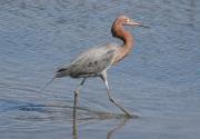 Reddish egrets were hunted to near extinction for their colorful plummage. Credit: John C. Avise. University of California, Irvine