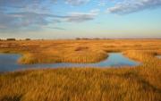 Salt marsh in Massachusetts. Credit: Matthew Kirwan