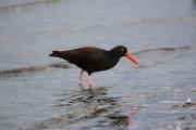 Oystercatchers are devoted parents. Credit: National Oceanic and Atmospheric Administration