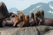 Seals and sea lions can carry tuberculosis and can even transmit it to humans. Credit: Vladimir Burkanov, National Oceanic and Atmospheric Administration