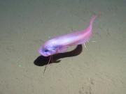 A snail fish in the Canada Basin at roughly 6000 feet water depth. Credit: Bodil Bluhm, University of Alaska Fairbanks (UAF) and Ian MacDonald, Texas A&M University, Corpus Christi