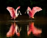 Roseate spoonbills stage a colorful display at J.N. “Ding” Darling National Wildlife Refuge in Florida. Credit: US Fish & Wildlife Service