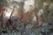 Bone worms bore into bones of whale carcasses. Credit: Greg Rouse, Scripps Institution of Oceanography