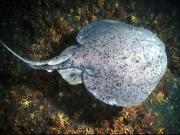 Pacific electric ray, also know as a torpedo. Credit: National Oceanic and Atmospheric Administration