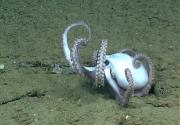 Octopuses coordinate eight "arms" to crawl across the ocean floor. Credit: National Oceanic and Atmospheric Administration