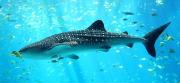 Whale shark. Credit: National Oceanic and Atmospheric Administration