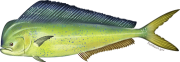 Dolphinfish, or mahi-mahi, are a sustainable seafood choice. Credit: NOAA Fishwatch.gov