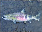 Chum salmon. Credit: USGS, Western Fisheries Research Center.