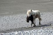 Image of a wolf with a sea otter pup in it's mouth.