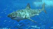 Great white shark at Isla Guadalupe, Mexico.